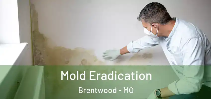  Mold Eradication Brentwood - MO