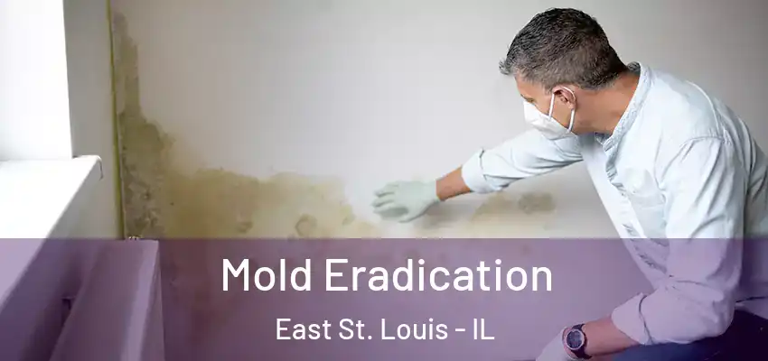  Mold Eradication East St. Louis - IL