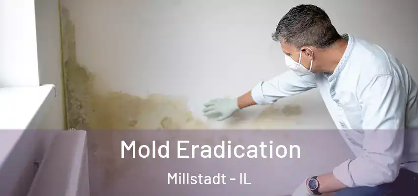  Mold Eradication Millstadt - IL