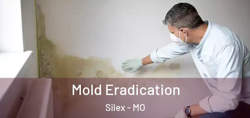  Mold Eradication Silex - MO