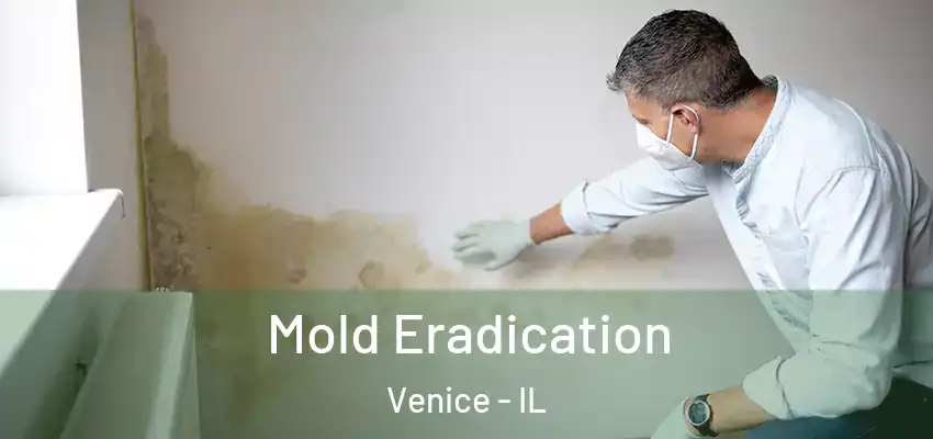  Mold Eradication Venice - IL