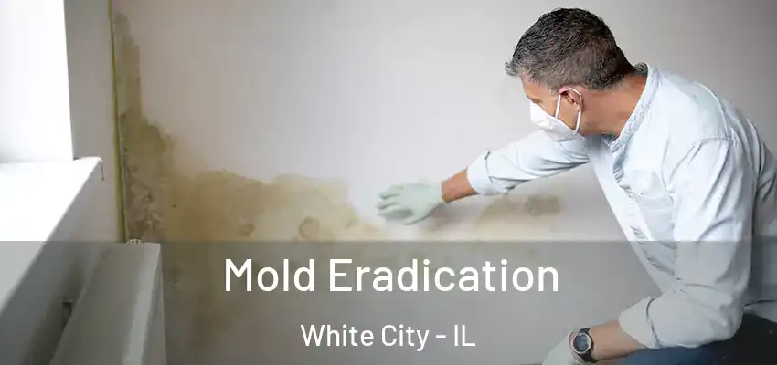  Mold Eradication White City - IL