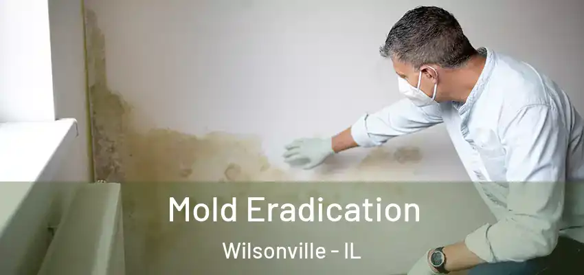  Mold Eradication Wilsonville - IL
