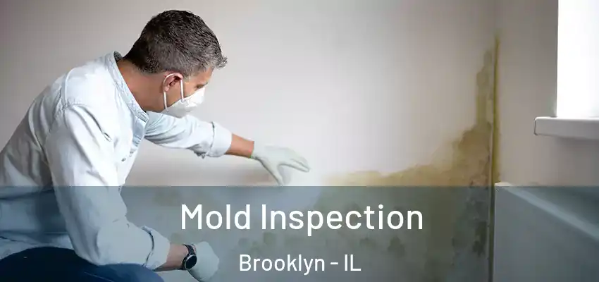  Mold Inspection Brooklyn - IL