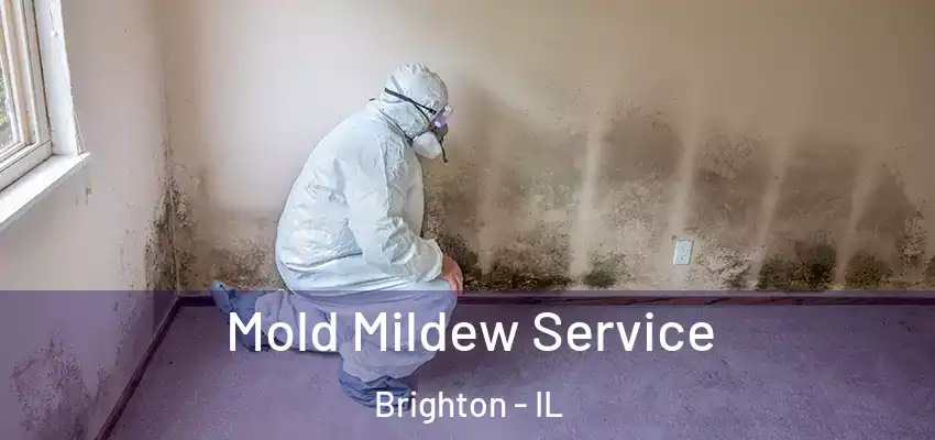  Mold Mildew Service Brighton - IL