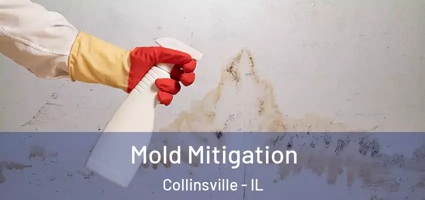 Mold Mitigation Collinsville - IL