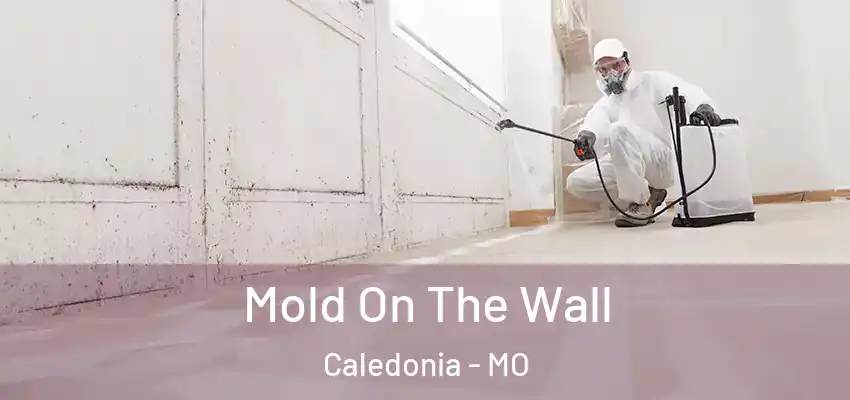  Mold On The Wall Caledonia - MO