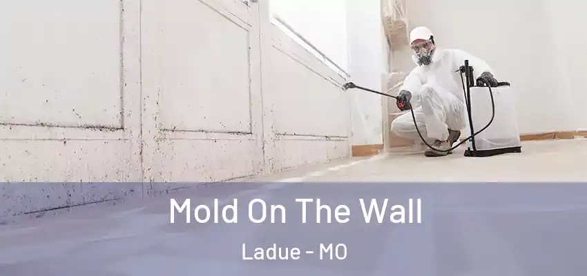  Mold On The Wall Ladue - MO
