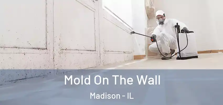  Mold On The Wall Madison - IL