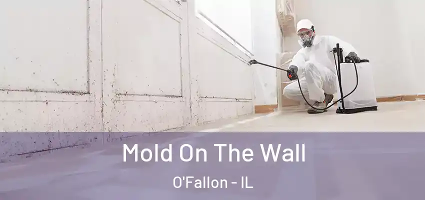 Mold On The Wall O'Fallon - IL
