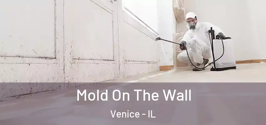  Mold On The Wall Venice - IL