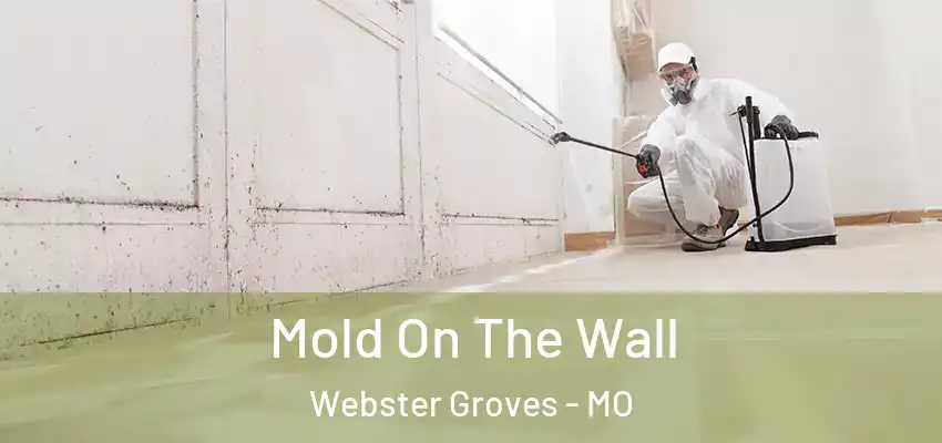  Mold On The Wall Webster Groves - MO