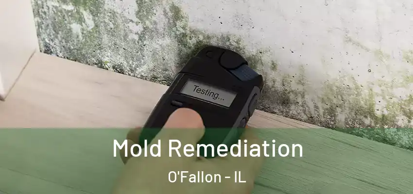  Mold Remediation O'Fallon - IL
