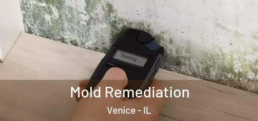  Mold Remediation Venice - IL