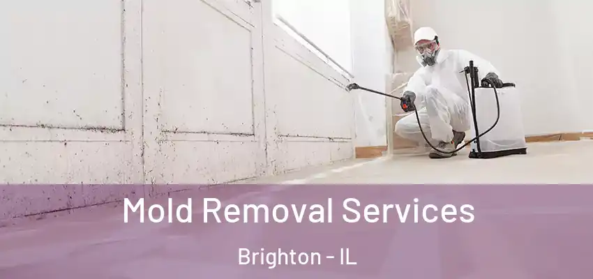  Mold Removal Services Brighton - IL