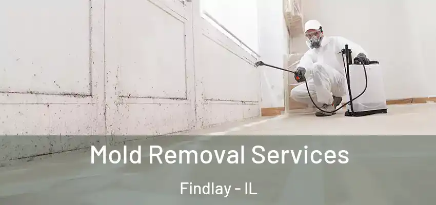  Mold Removal Services Findlay - IL