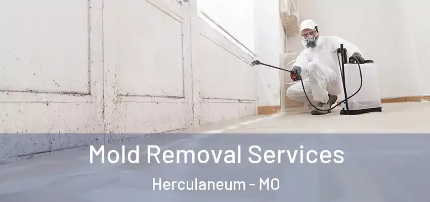 Mold Removal Services Herculaneum - MO