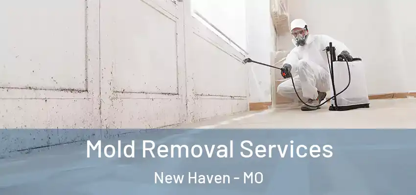 Mold Removal Services New Haven - MO