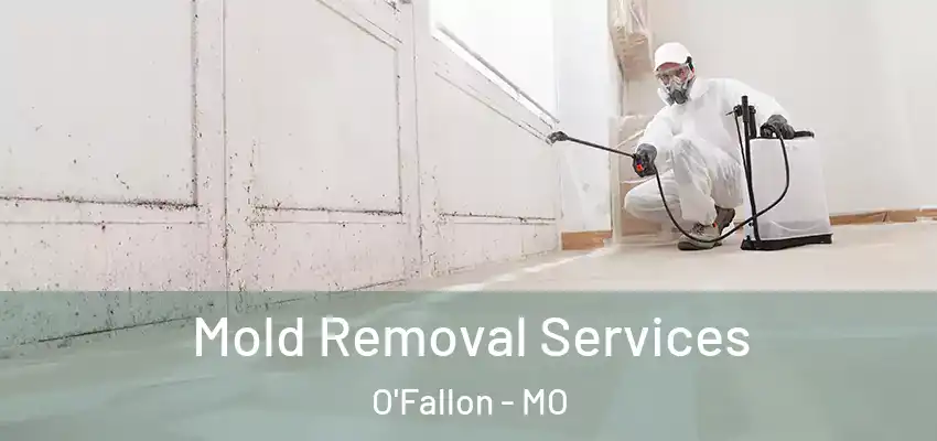  Mold Removal Services O'Fallon - MO
