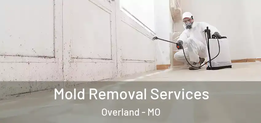 Mold Removal Services Overland - MO