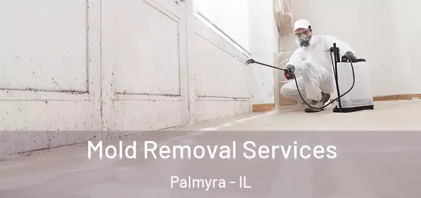 Mold Removal Services Palmyra - IL