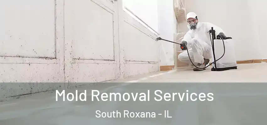  Mold Removal Services South Roxana - IL