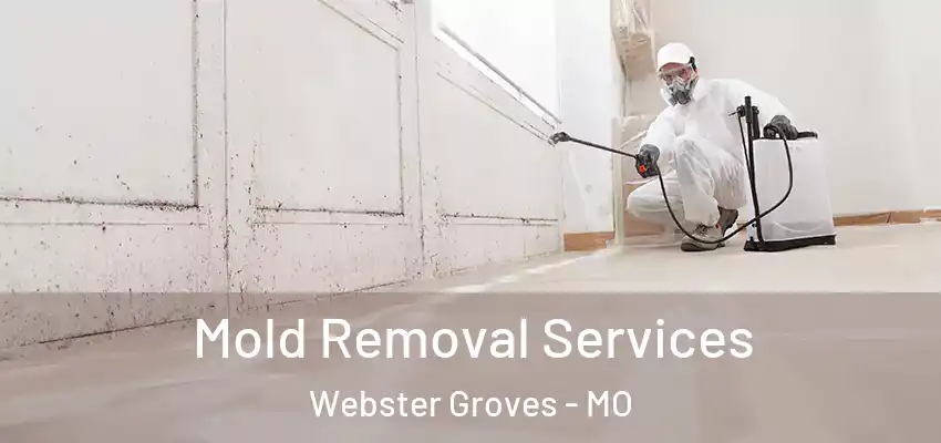 Mold Removal Services Webster Groves - MO