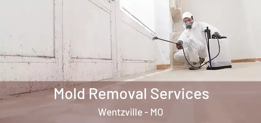 Mold Removal Services Wentzville - MO